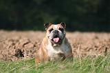 BULLDOG ANGLAIS 175